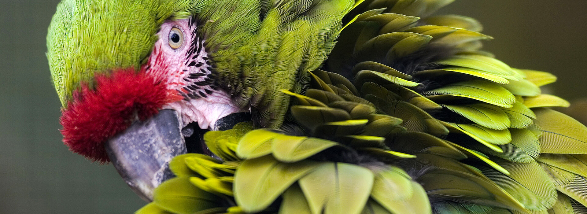 Military Macaw, Bildagentur Zoonar GmbH, Shutterstock