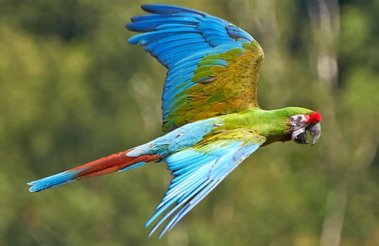 Military Macaw, Dennis Jacobsen, Shutterstock