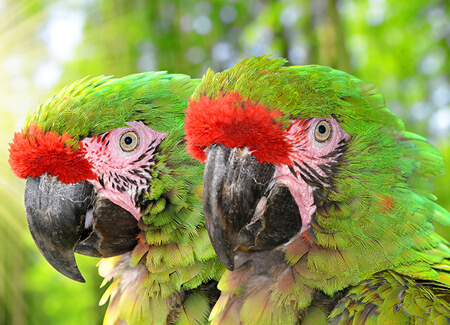 Military Macaw by Vaclav Volrab, Shutterstock