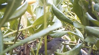 Millerbird Neighbors Steal Nesting Material