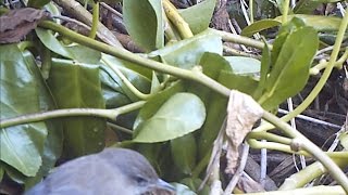 Millerbirds Singing and Foraging