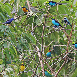 Support organizations that are making birding more inclusive.