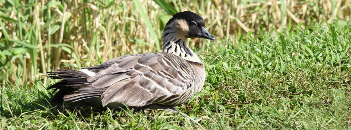 Nene by Warren Cooke