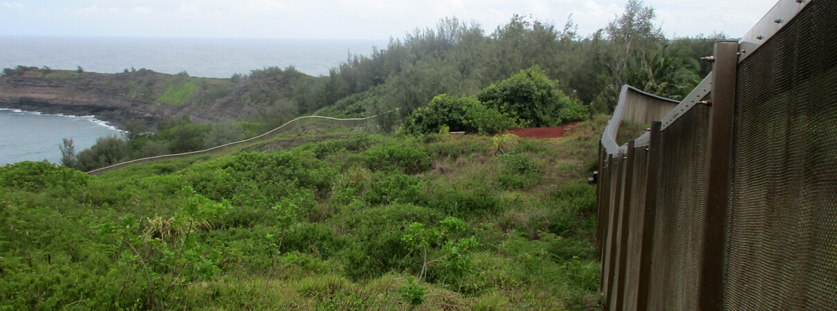 A predator-proof fence protects the chicks' new home at Nihoku. Photo by Hannah Nevins