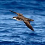 Newell's Shearwater in flight. Photo by Robby Kohley.