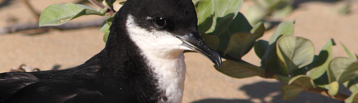 An important next step in the project will be the translocation of Newell's Shearwater (pictured) in 2016. Photo by Jack Jeffery