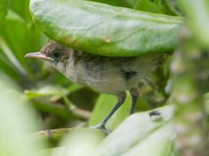 Nihoa Millerbird Fledgling on Laysan photo by Robby Kohley -ABC