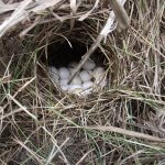 Northern Bobwhite nest and eggs by NBCI