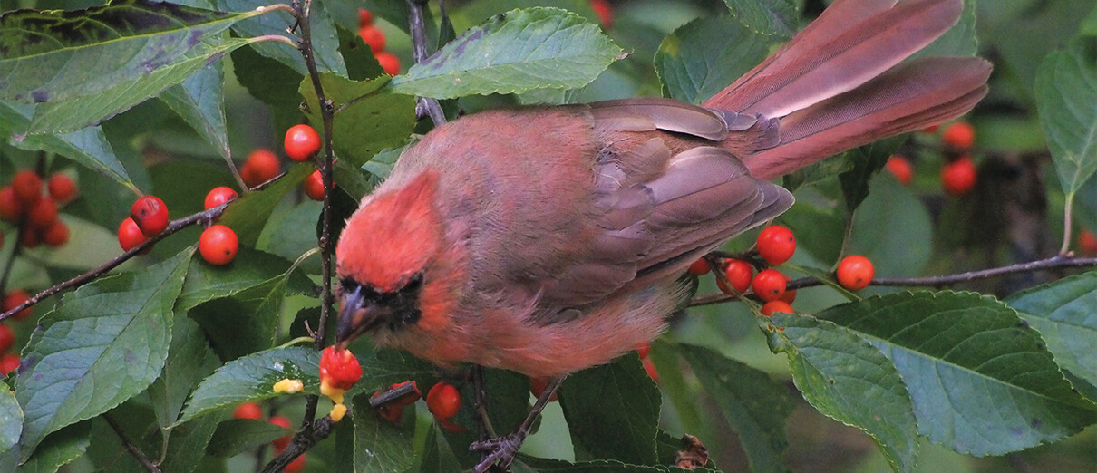 Northern Cardinal by Daniel J. Lebbin