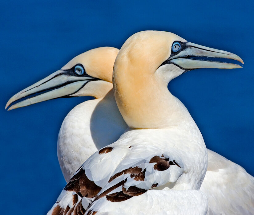 Northern Gannets by Alan Wilson