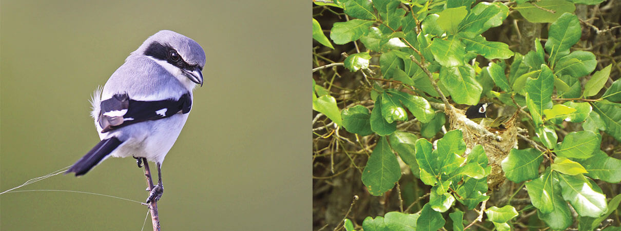 Left: Loggerhead Shrike. Photo by Wild Art/Shutterstock. Right: Black-capped Vireo on nest. Photo by Jim Giocomo.