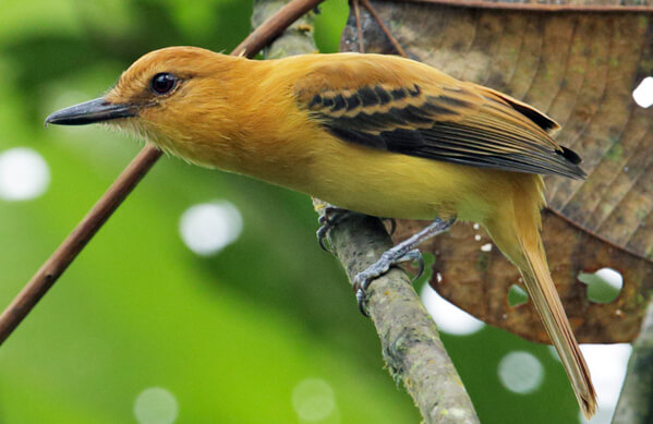 Ochraceous Attila, Nick Athanas_Tropical Birding