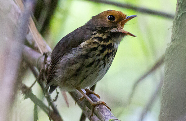 Ochre-fronted Antpitta, Sam Woods, Tropical Birding