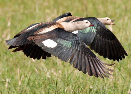 Orinoco Geese, Daniel J. Lebbin