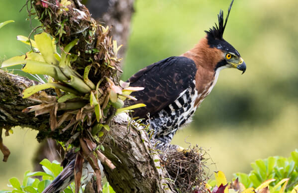 Ornate Hawk Eagle, Octavio Campos Salles, Alamy