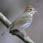 Ovenbird by Dan Behm