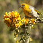 Palila feeding by Aaron Maizlish, Macaulay Library at the Cornell Lab of Ornithology