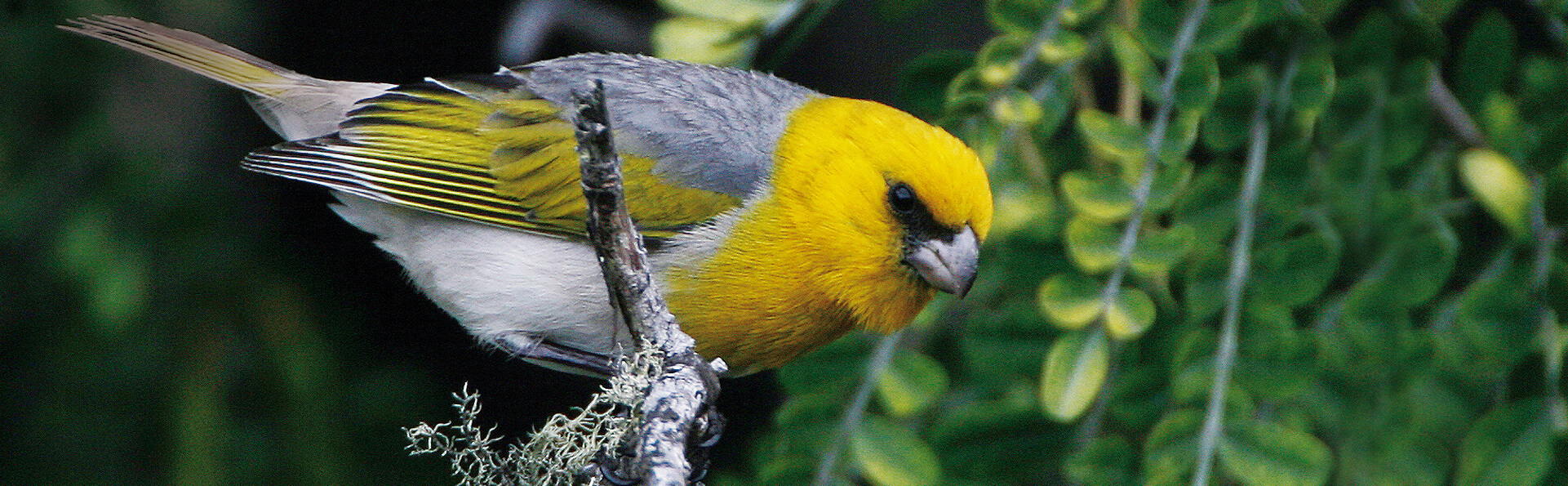 Palila, Michael Walther, Oahu Nature Tours