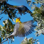 Palilas interacting by Alex Wang, Macaulay Library at the Cornell Lab of Ornithology