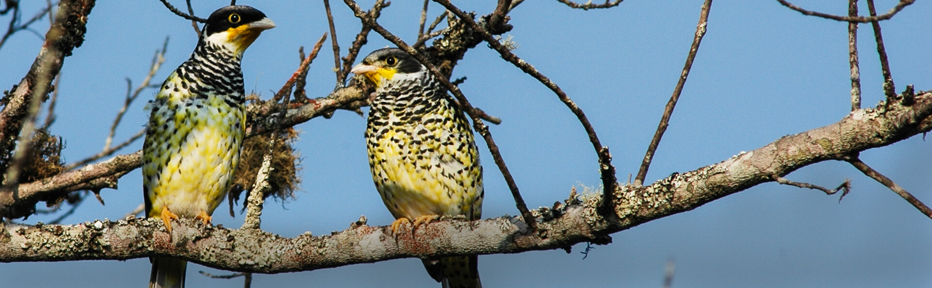 Palkachupa Cotinga, Juan Carlos Atienza