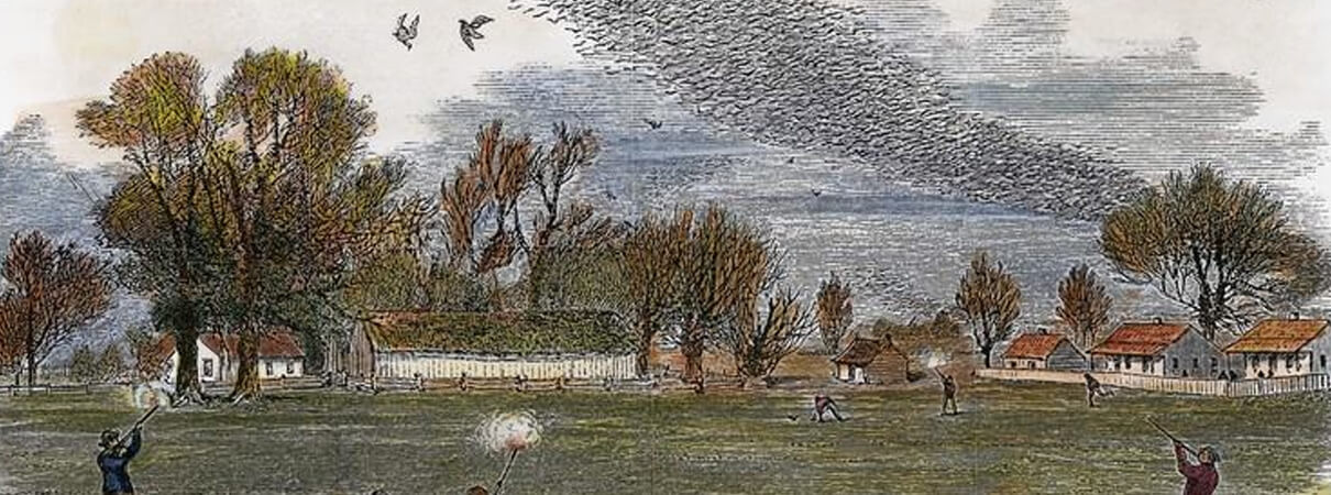 Passenger Pigeon hunt_public domain