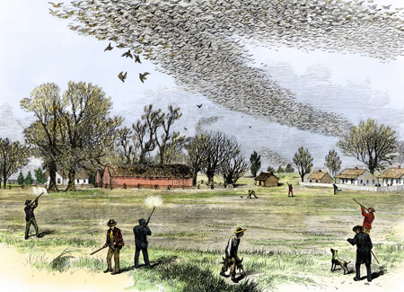 Passenger Pigeon shooting in Louisiana, Smith Bennett