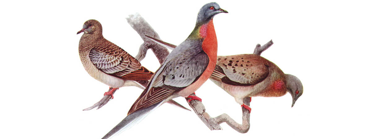 Passenger Pigeons_Louis Agassiz Fuertes_Public domain