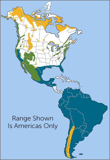 Peregrine Falcon range map, ABC