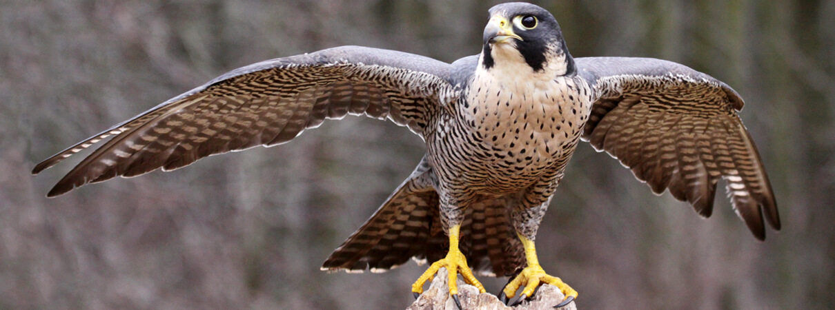 Peregrine Falcon_Chris Hill_Shutterstock