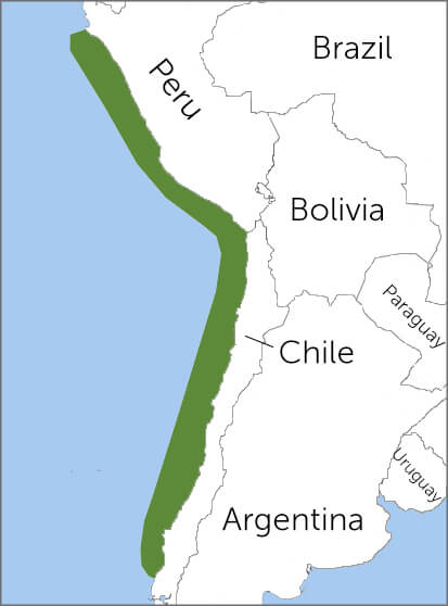 Peruvian Diving-petrel range map, Cornell