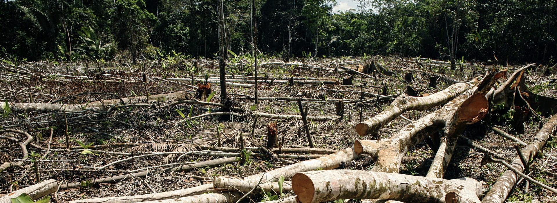 Deforestation in Peru, Dr Morley Read/Shutterstock