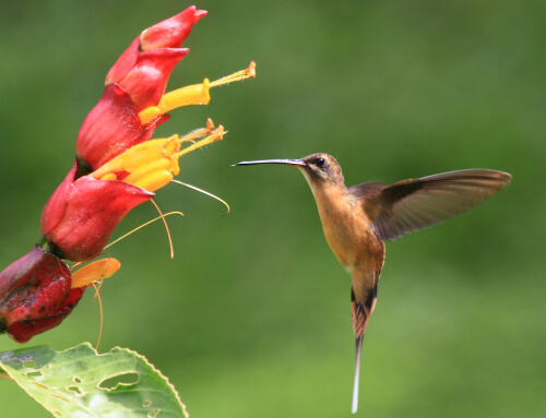 Koepcke's Hermit near Tarapoto. Photo by Fábio Olmos