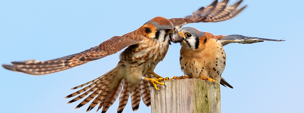 American Kestrels, female on left, male on right by Feng Yu, Shutterstock