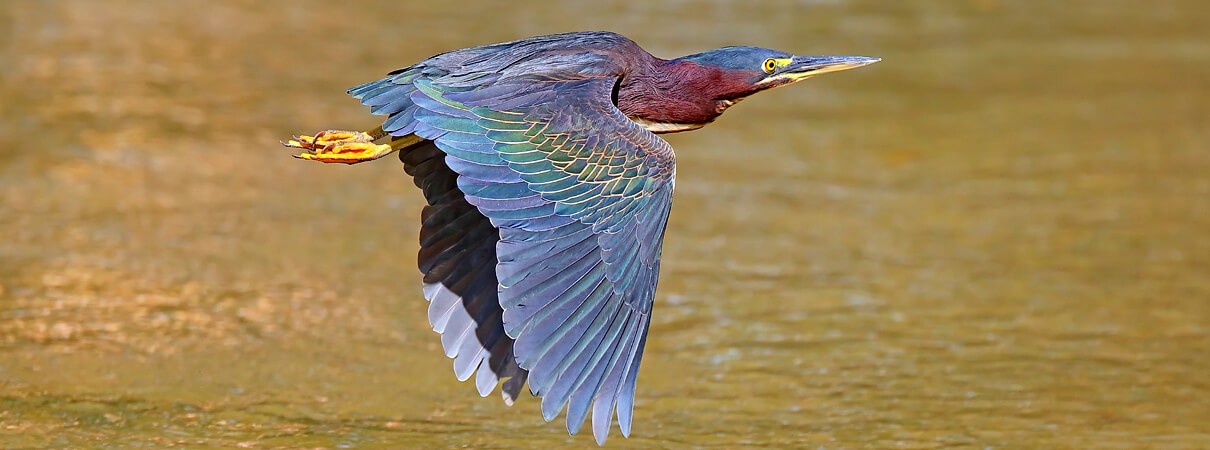 Green Heron, Greg Homel, Natural Elements Productions