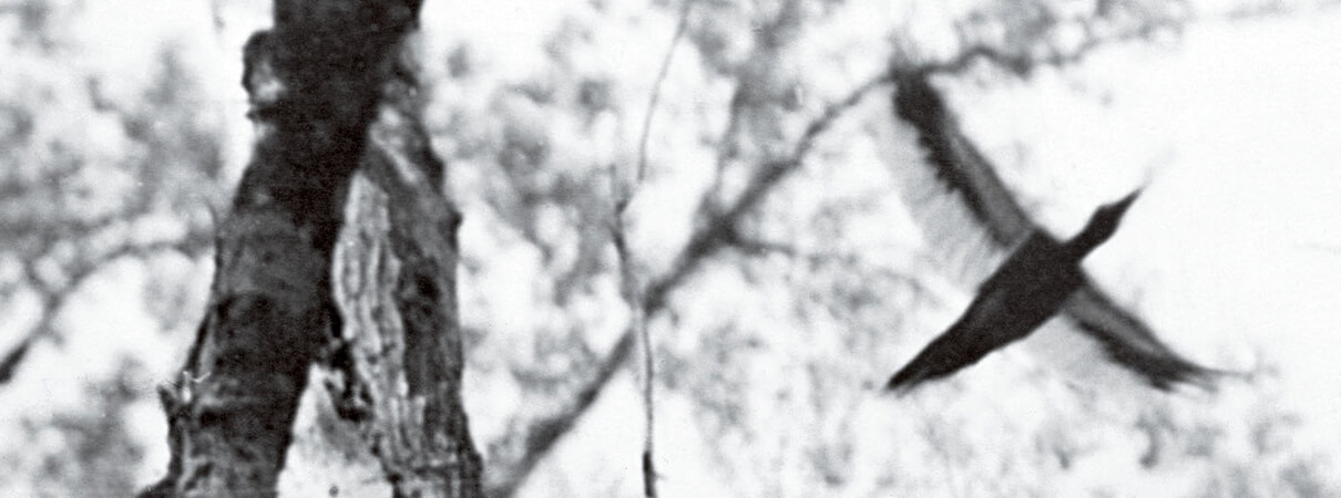 Ivory-billed-Woodpecker_1935_Singer-Tract-LA_Photo-by-Arthur-A.-Allen.jpg