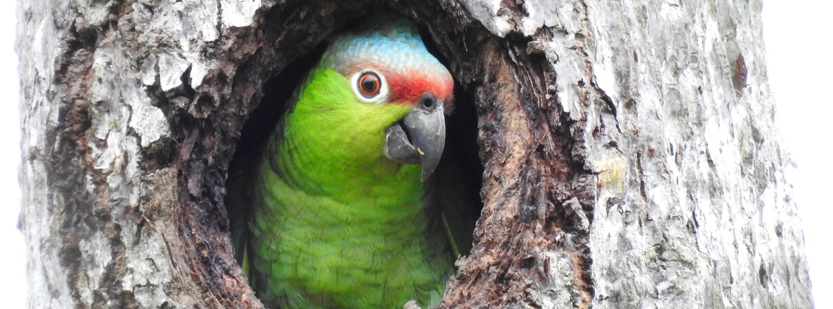 Lilacine Amazon. Photo by Michael Moens