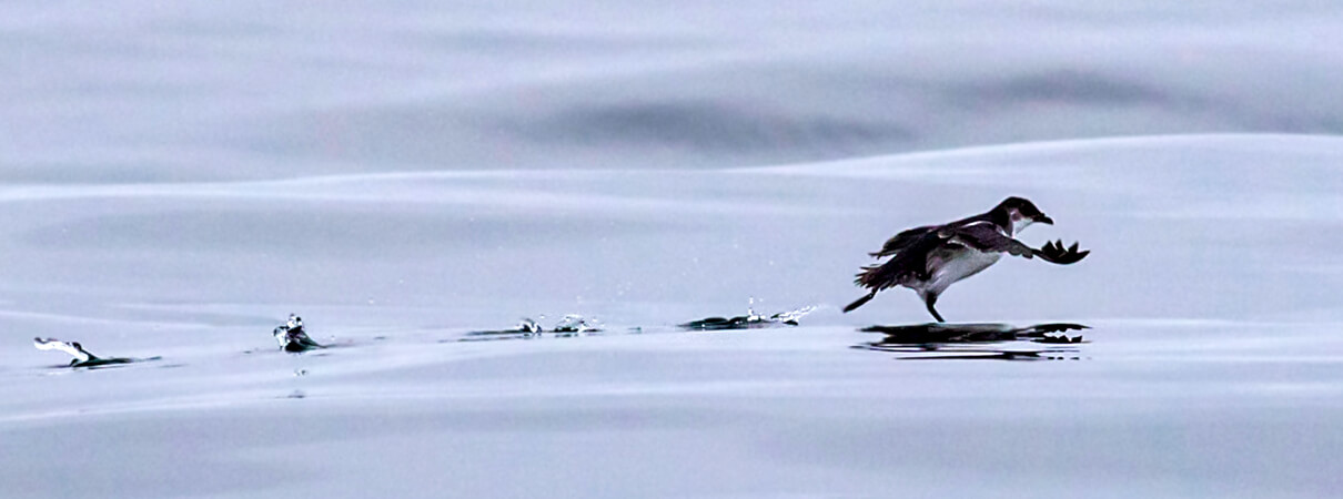 Peruvian Diving-petrel, abriendomundo, Shutterstock