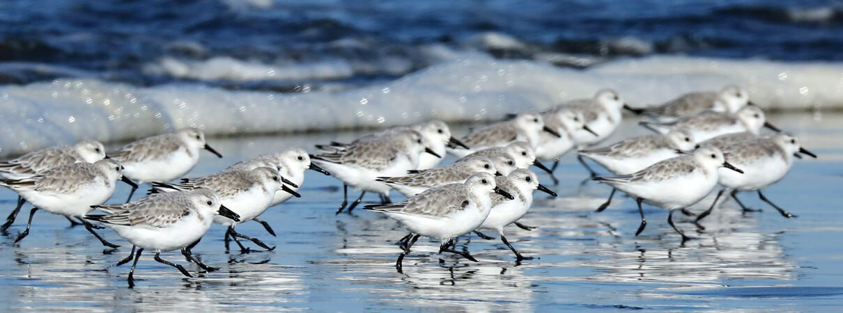 Sanderlings in winter plumage on beach, Tyler R. Keim, Shutterstock