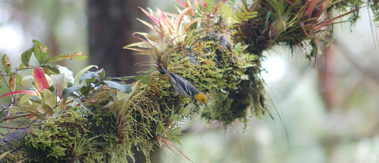 A Hermit Warbler on its winter grounds in Chiapas, Mexico. Photo by Daniel J. Lebbin