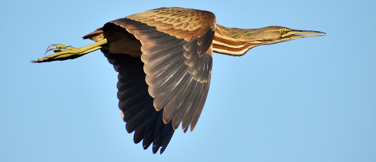 American Bittern in flight by Matt Knoth/Shutterstock