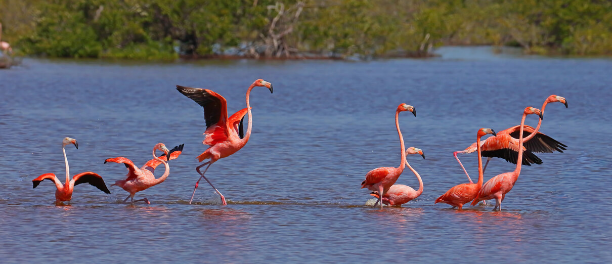 American Flamingo flock by Greg Homel, Natural Elements Productions