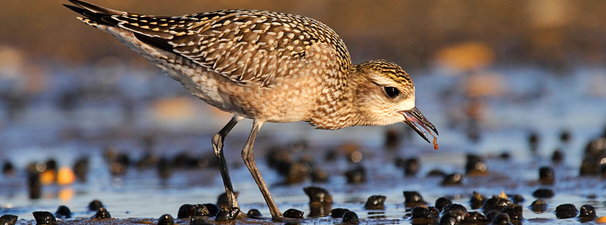 American Golden-Plover in winter plumage, Steve Byland, Shutterstock