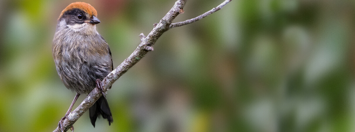 Antioquia Brushfinch_by Yovany Ochoa