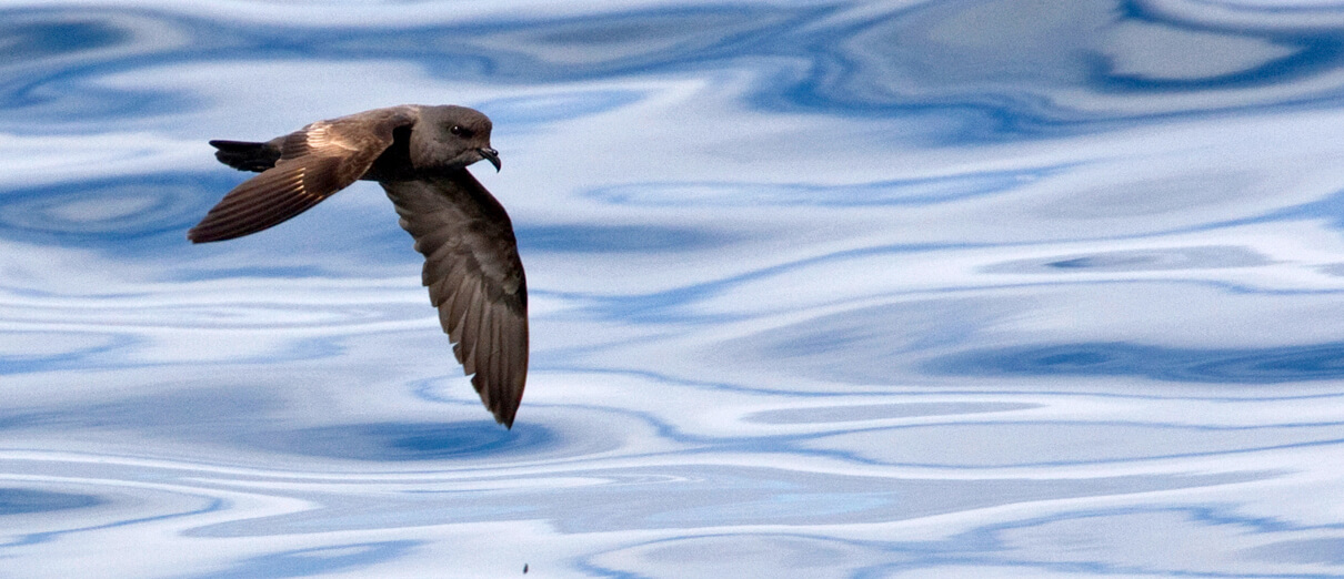 Ashy Storm-Petrel