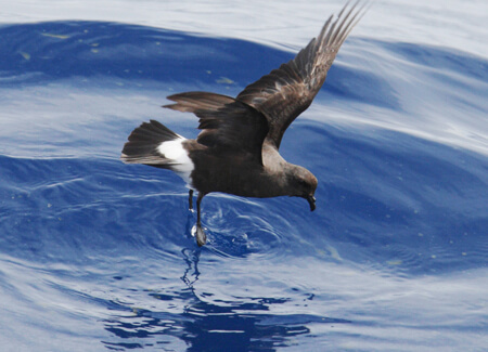 Band-rumped Storm-Petrel, Mike Danzenbaker