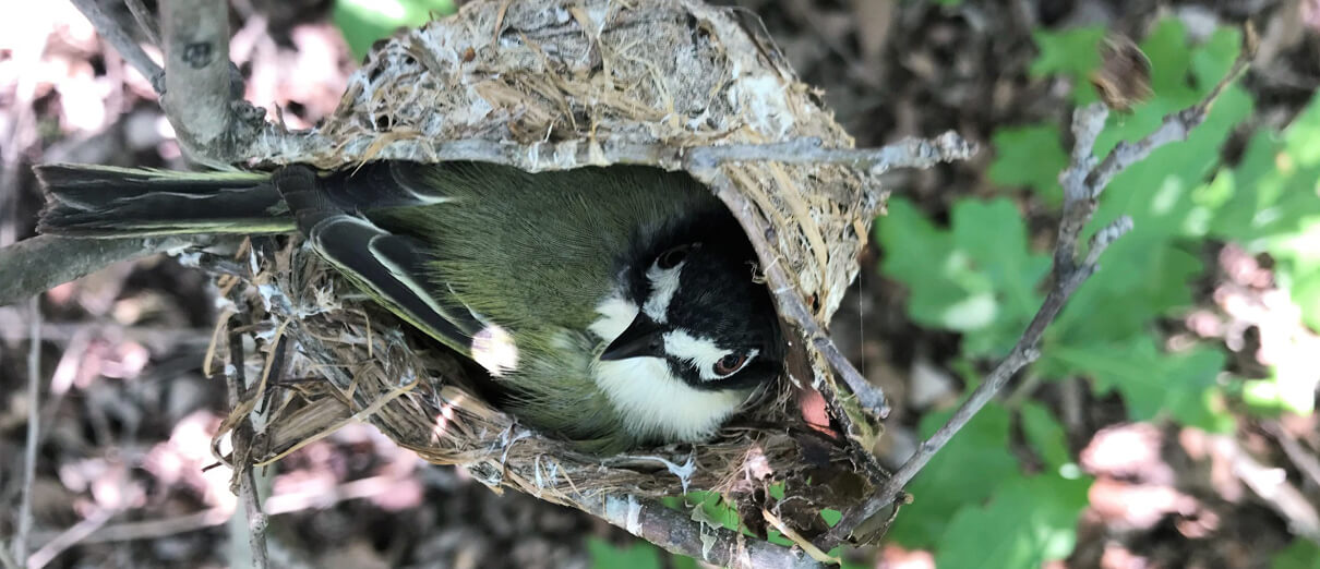 Black-capped Vireo on nest by Jim Giocomo