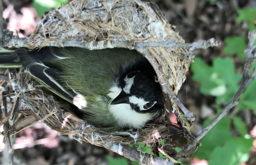 Black-capped Vireo