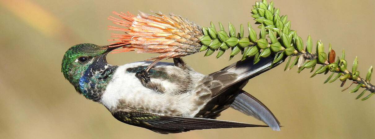 Blue-throated Hillstar feeding, Cerro de Arcos, Michael Moens