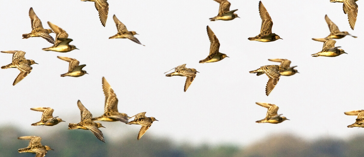 Buff-bellied Sandpipers wintering in Barba Azul Reserve, Bolivia. Photo by