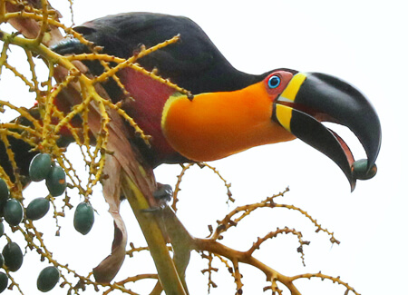 Channel-billed Toucan, Alfred Yan